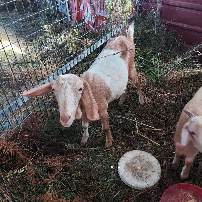 Cabras de boa qualidade