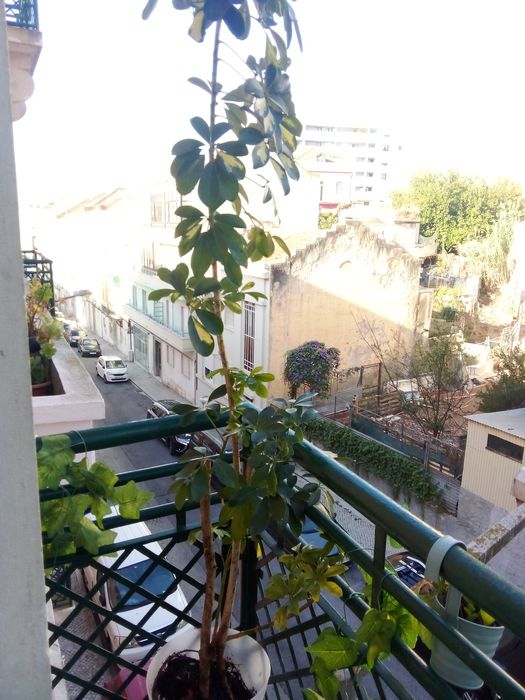 Planta alta,em vaso