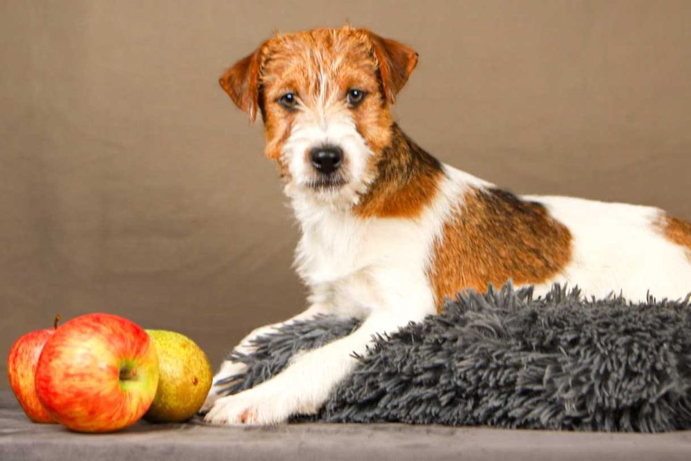 piesek Jack Russell terrier ZKWP/FCI