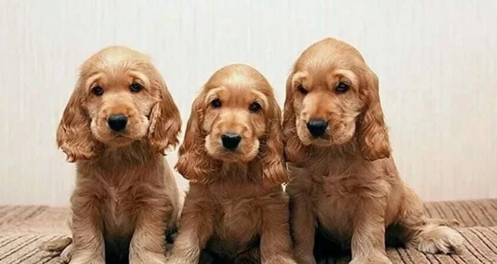 Cocker Spaniel szczenię