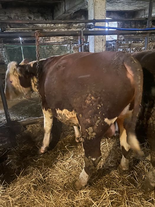 Byki 100% Hereford