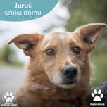 Kochany i spokojny Juruś szuka domu