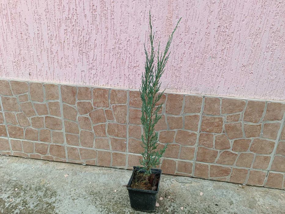 можжевельник скальный Блю Эрроу blue arrow в контейнере 1.5 л