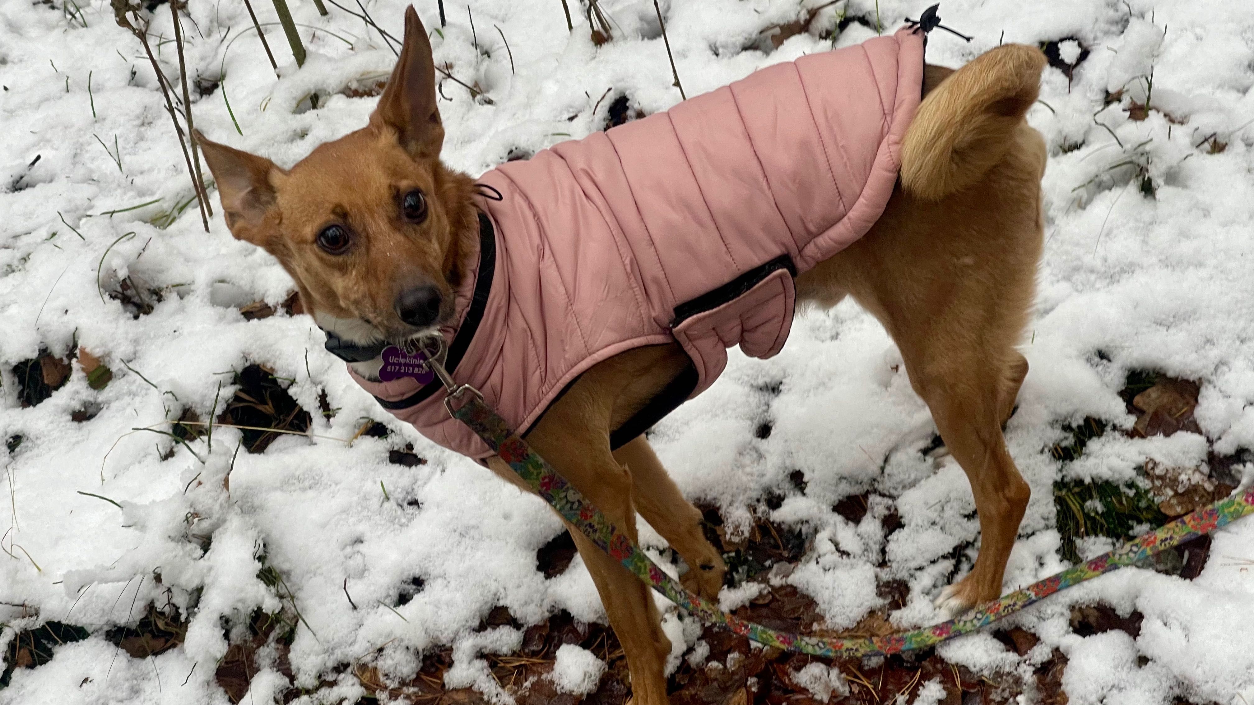 Paco w typie rasy Basenji szuka wyjątkowego domu