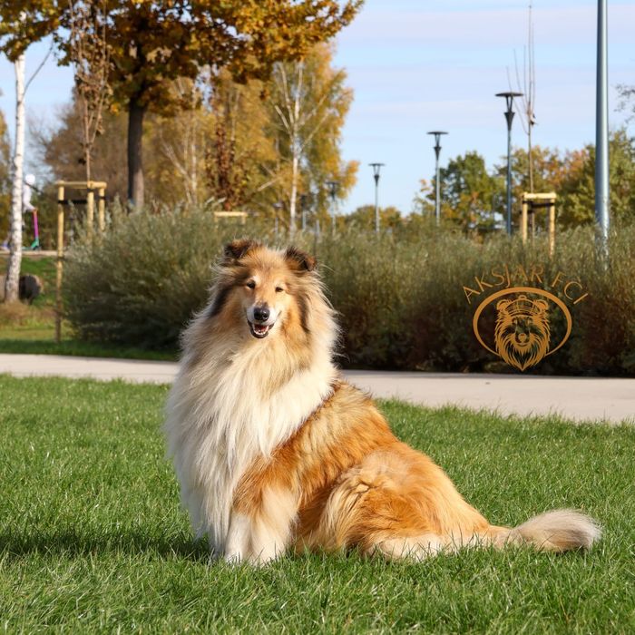 Owczarek szkocki długowłosy szczenię ZKwP