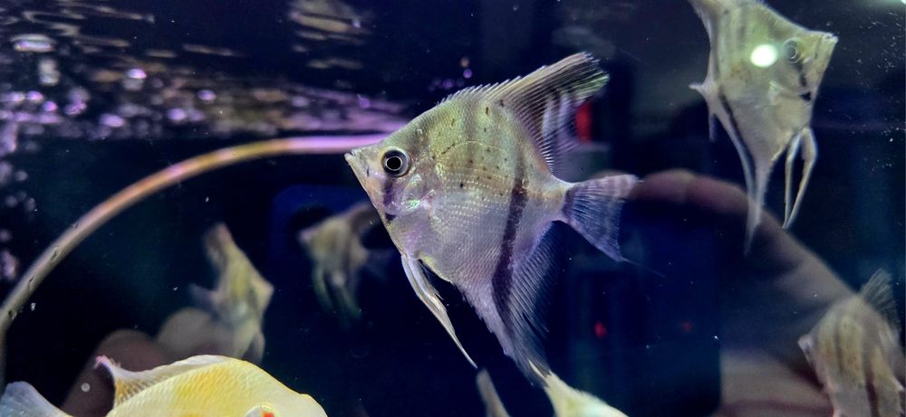 Skalar gujana red dragon/ guyana red dragon