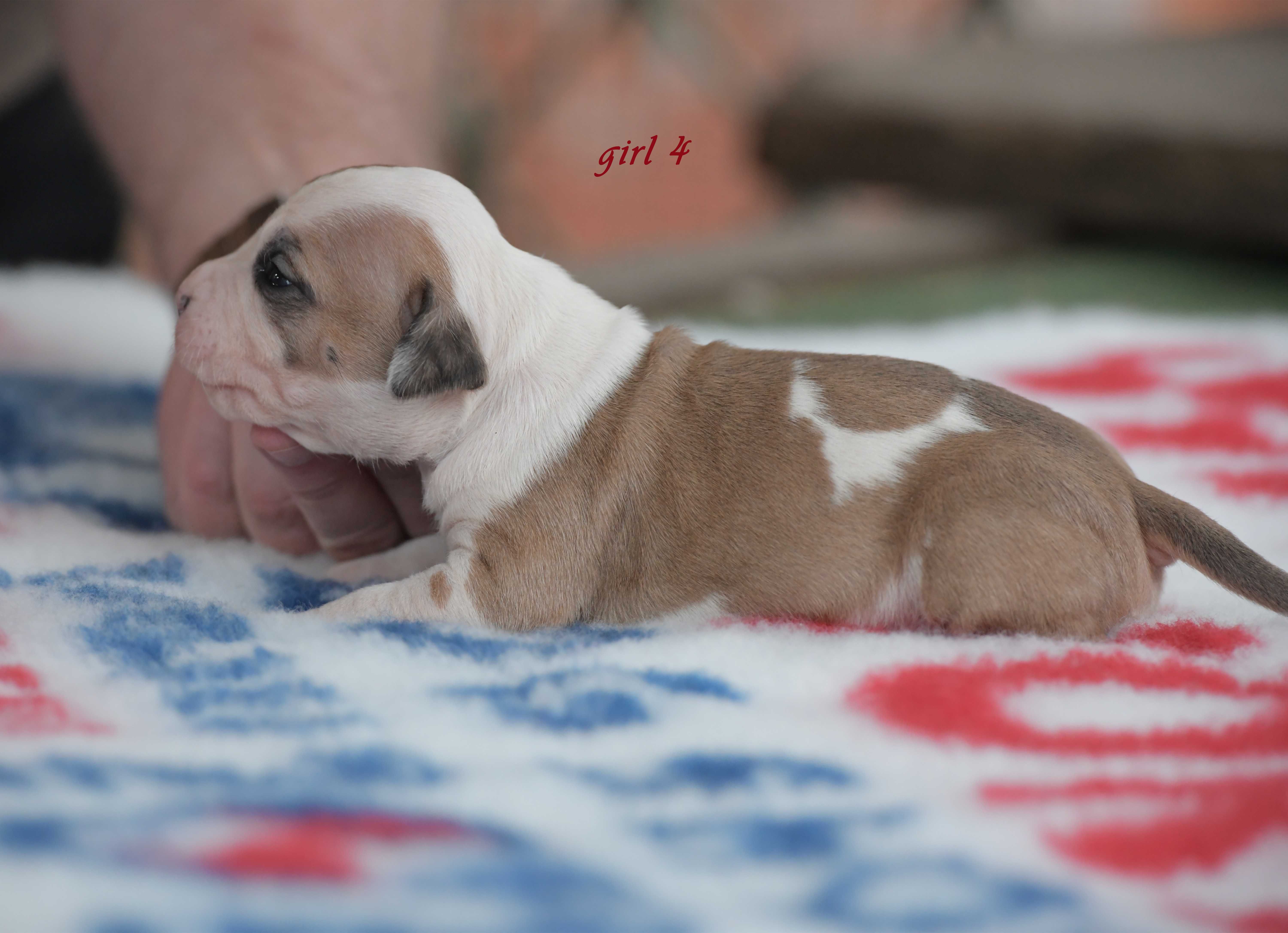 American Staffordshire Terrier - doskonały rodowód