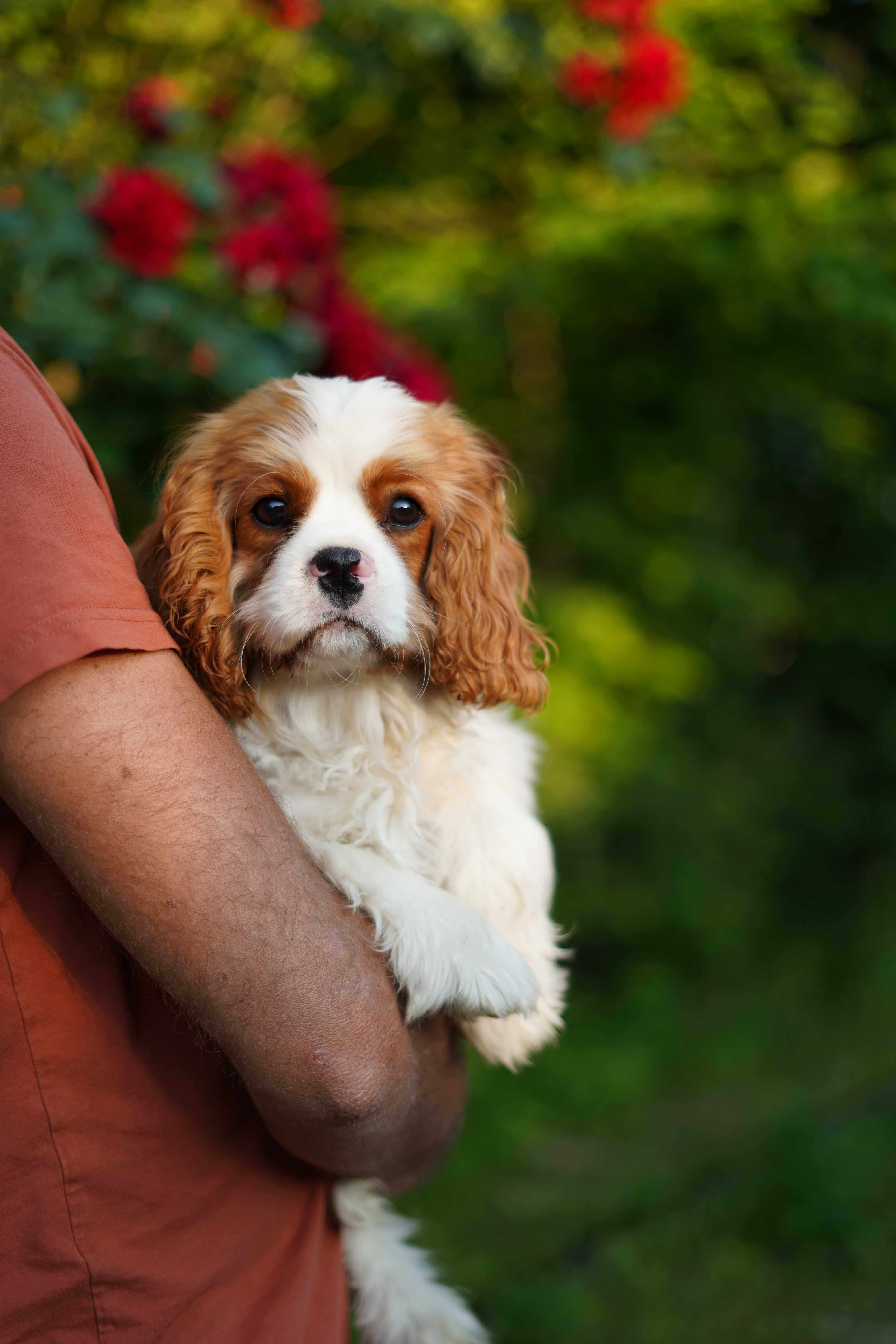 Cavalier King Charles Spaniel FCI ZKWP