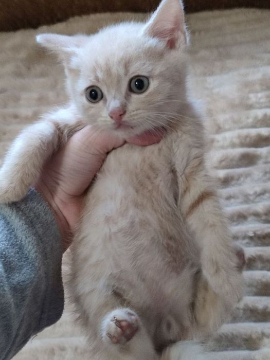 кошеняти безкоштовно!