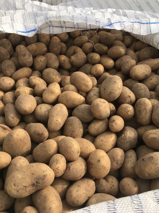 Sadzeniaki Catania zamienię na zboże owies mieszanka