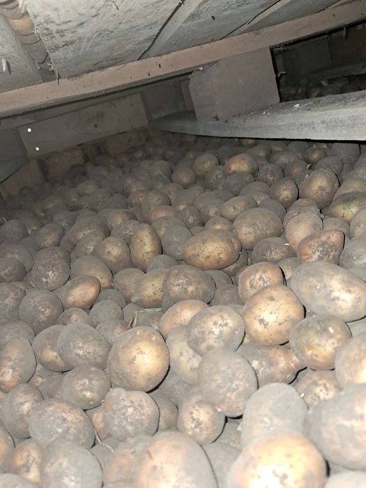 Ziemniaki odpadowe drobne luzem 30zl skrzynia