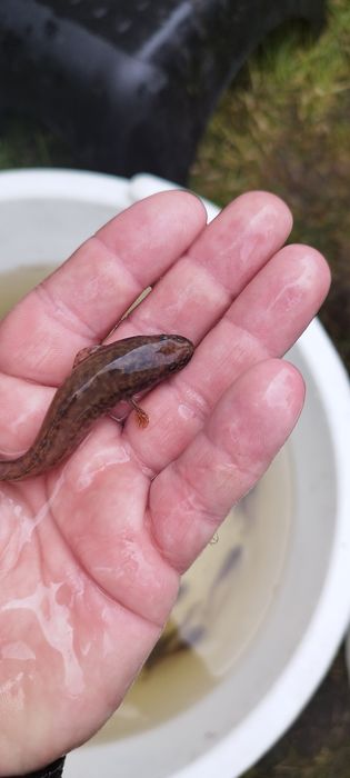 Miętus narybek jesienny