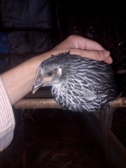 Vende se galinhas, frangos e patos