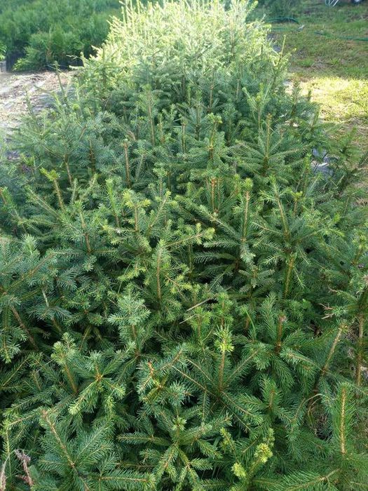 Świerk pospolity choinka 50 -70 cm w doniczce 1,5 l sadzonka lublin