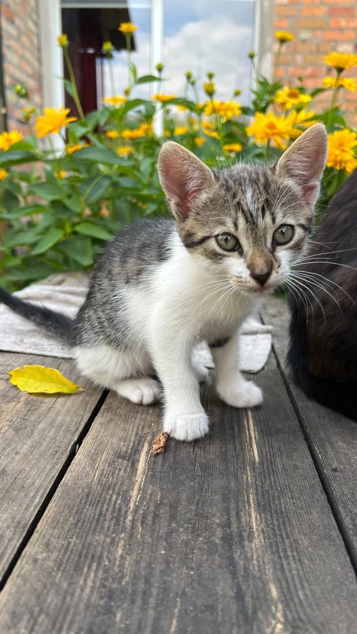 Отдам_ кошки_ котята_ кристи