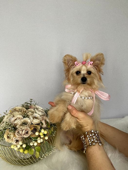 Помапу — Маленькі моделі для обіймів