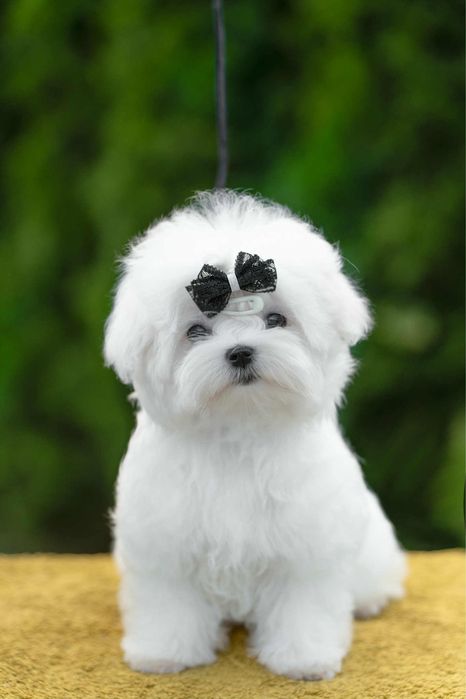 Maltańczyk FCI/ZKwP