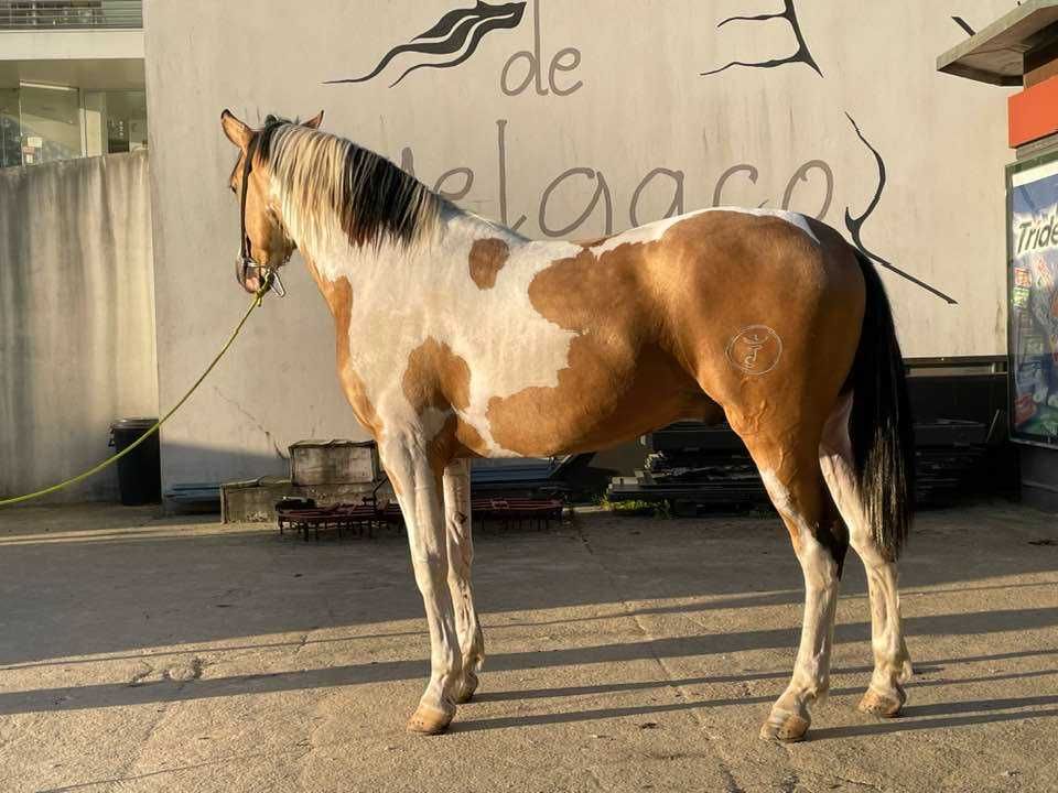 Potro CDE Centro Europeo