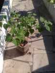 Planta de Physalis