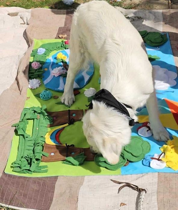 Golden retriever FCI ZKwP piesek po championie, dogoterapia badania