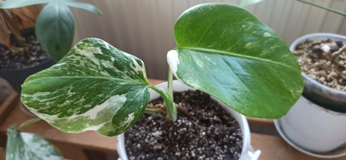 Monstera Veriegata