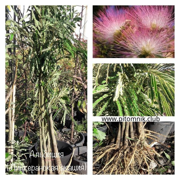 Альбіція Лінкеранська Акація Шовкова Акація 2х річка в контейнері 50см