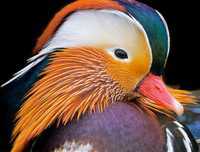 Patos Mandarins 2025