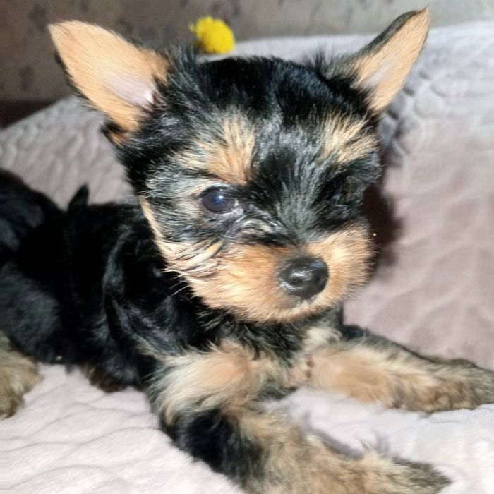 Щенки йоркширського тер'єра, Запоріжжя!