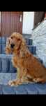Cocker spaniel suczka