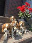 Cavalier King - Z rodowodem