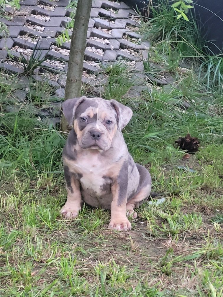 American bully suczka blu tricolor merle grubej kosci