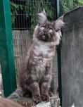 kotek Maine Coon rodowód FPL Felis Polonia