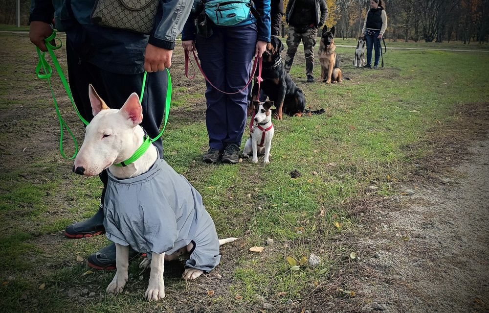 Кінолог.Навчання собак