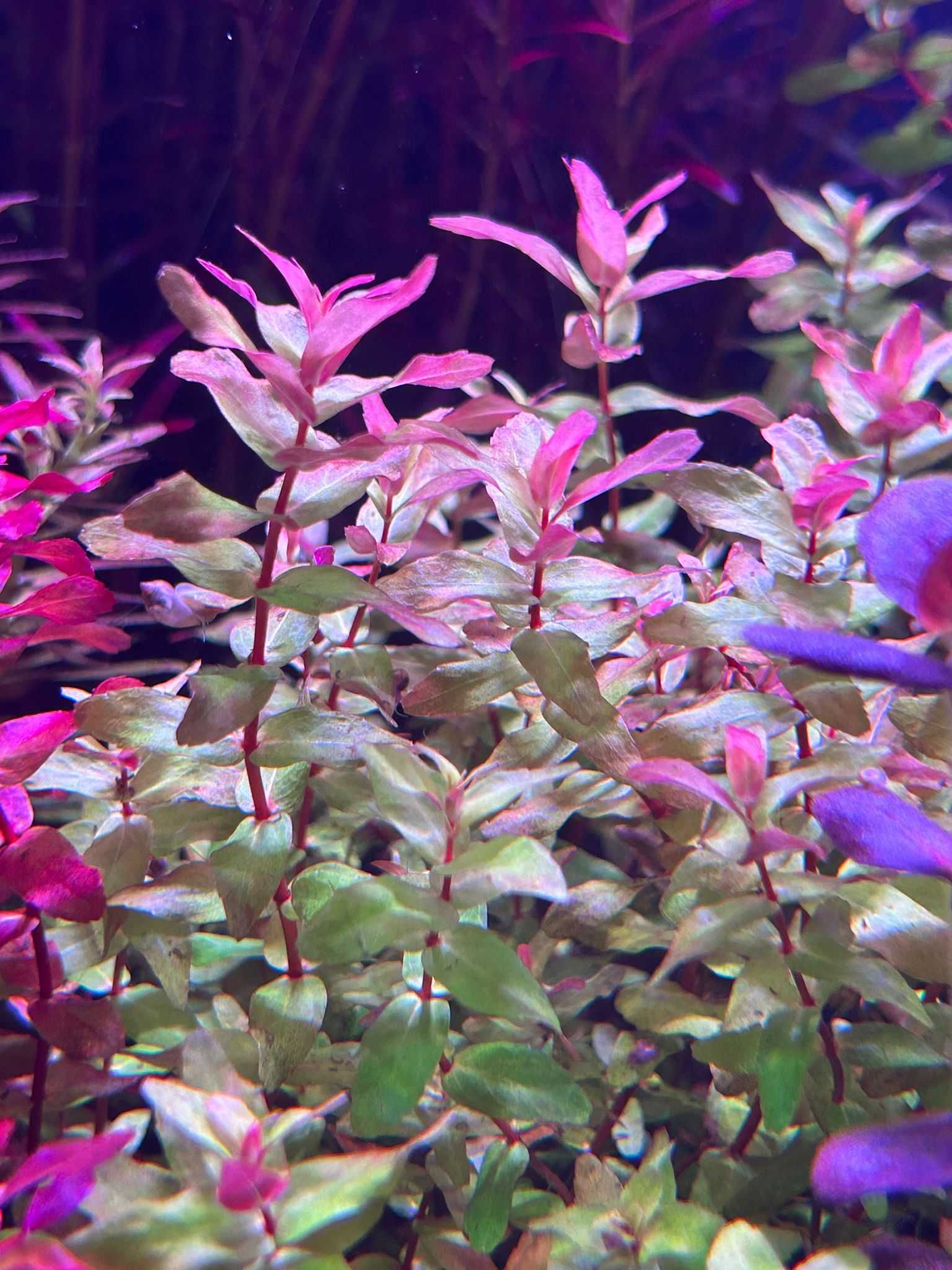 Rotala macrandra green MINI Typ 4 - sklep AQUA PLANT