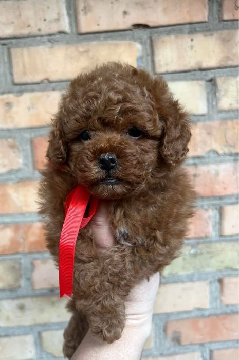 Той пудель кобель приглашает дам