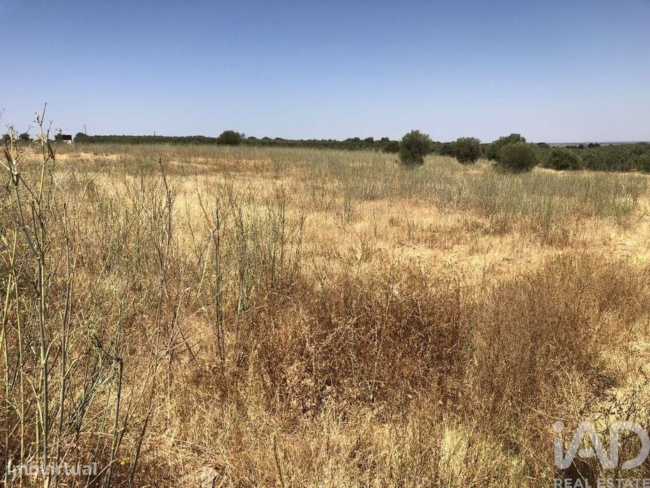Terreno Agrícola em Moura (Santo Agostinho e São João Baptista) e Sant