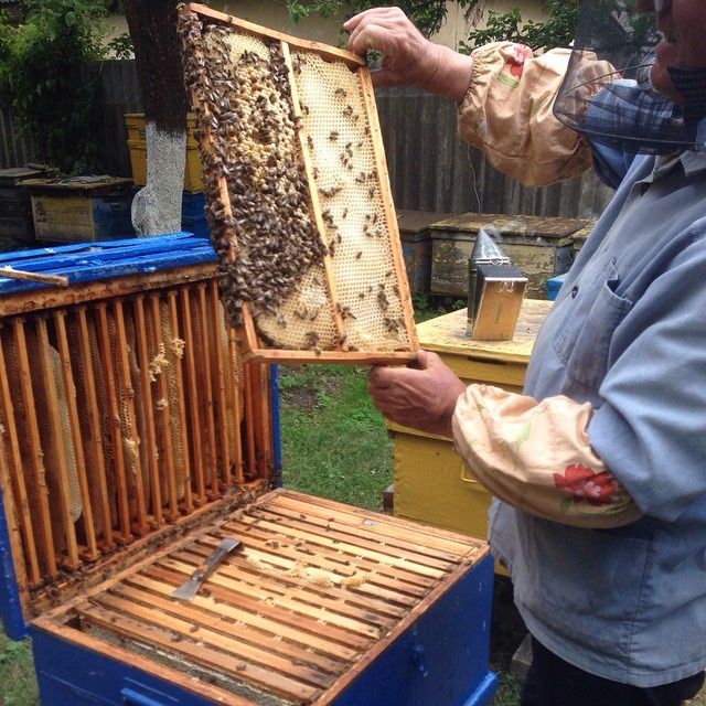 Бджоли, Бджоло сімʼї, Вулики, бджоли разом з вуликом