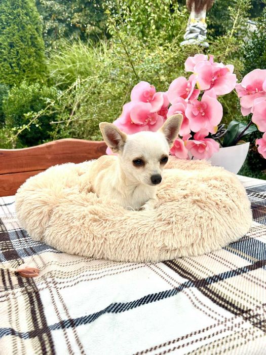 Piękny piesek chihuahua