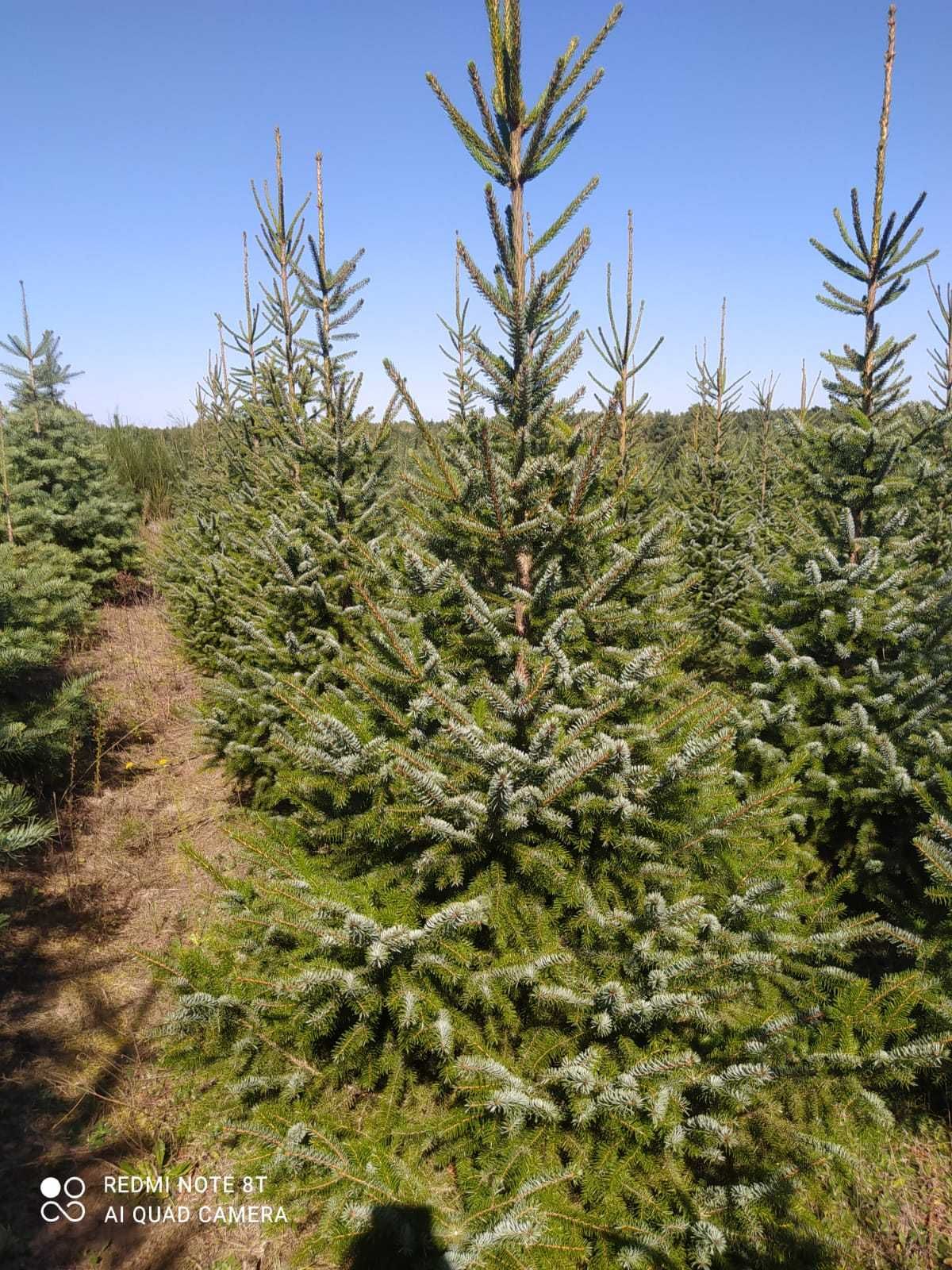 Świerk serbski i srebrny, kopane, z własnej plantacji