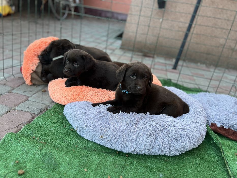 Темний шоколад. Повний пакет документів.