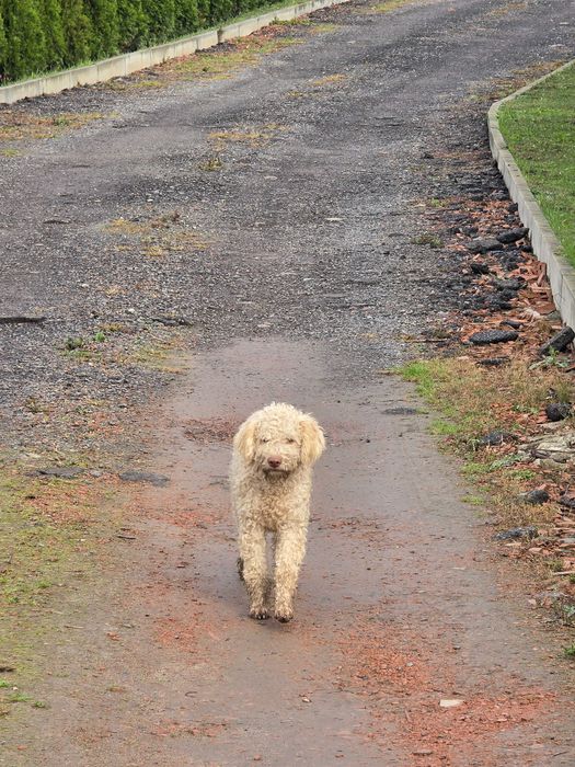 Lagotto romagnolo