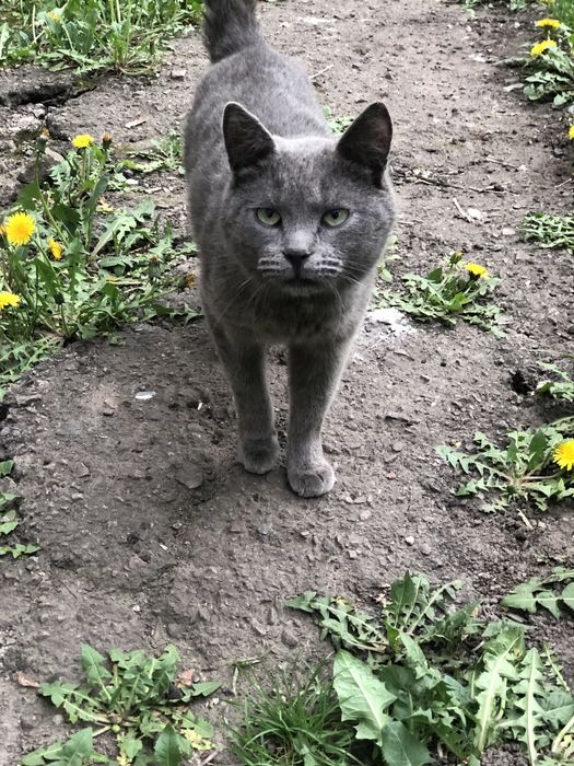 Котик 1,5 год бесплатно