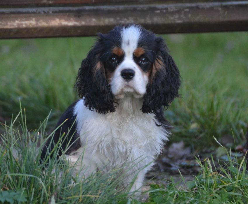 Cavalier King Charles Spaniel - piesek FCI