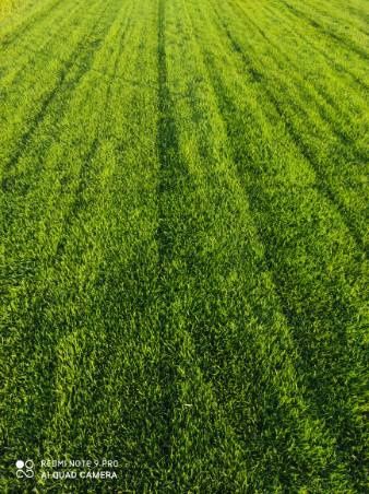 Trawa z rolki  z folii darń trawnik