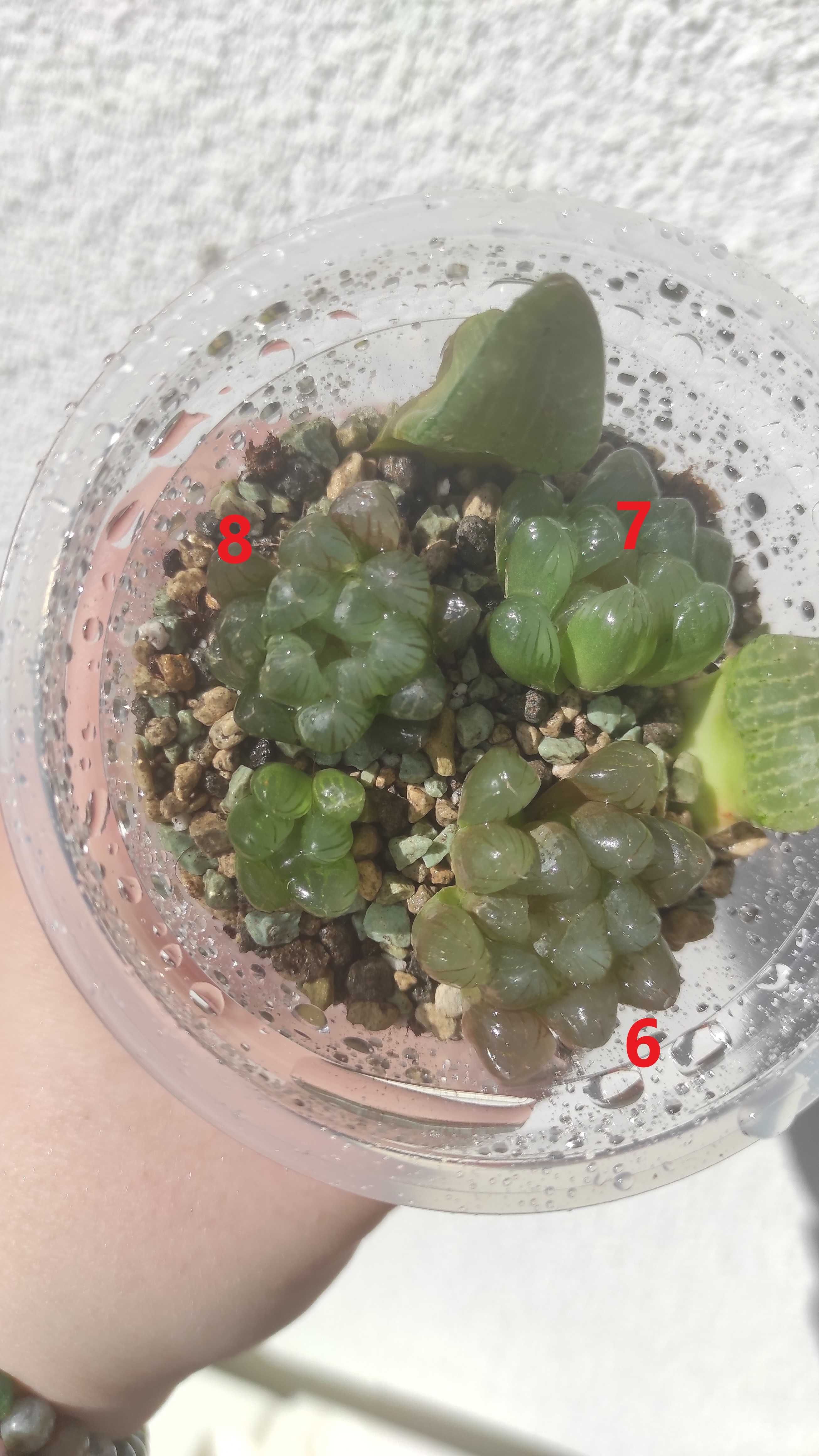 Хавортія Haworthia cooperi var. obtusa