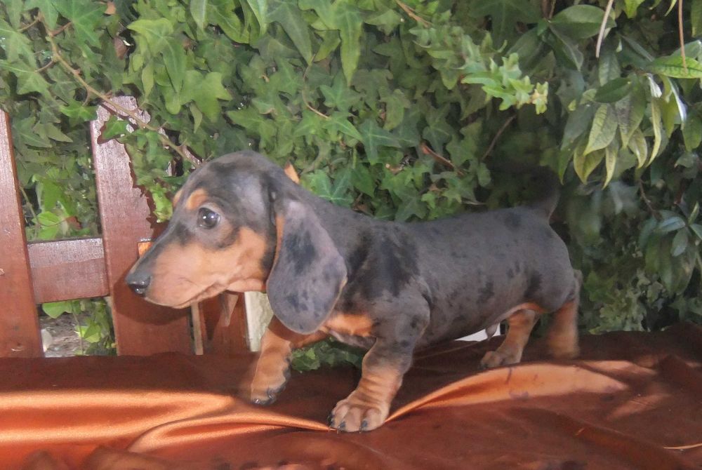 cachorro macho teckel miniatura