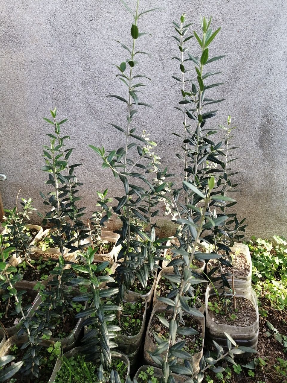 Oliveiras E cactos Aloe Vera