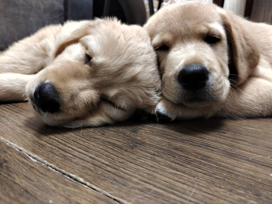 Щенки лабрадора ретривера