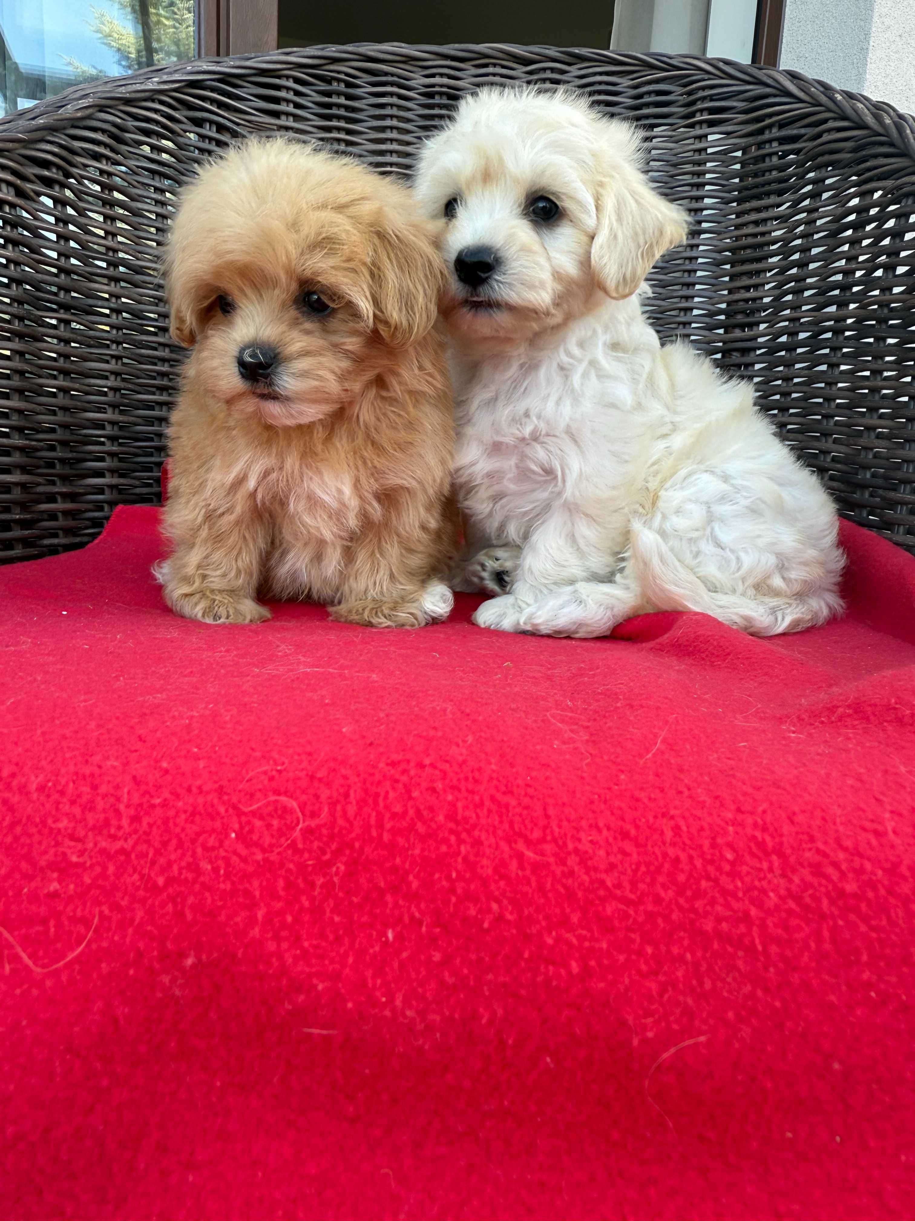 Maltipoo F1 śliczny piesek - już do odbioru