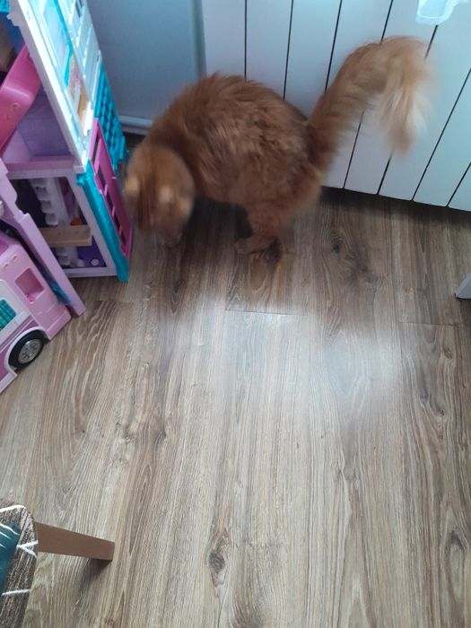 Oddam kota w dobre ręce